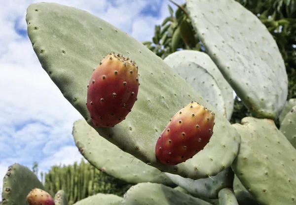 Italy, Sicily, countryside, prickly pears — Stock Photo, Image