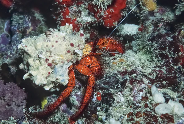 Océano Pacífico, Islas Fiyi, cangrejo ermitaño tropical - SCAN DE PELÍCULA —  Fotos de Stock