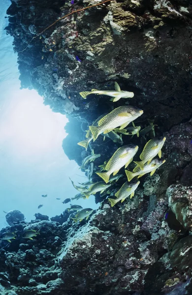 SUDAN, Red Sea, U.W. photo, Blackspotted Sweetlips school - FILM SCAN — Stock Photo, Image