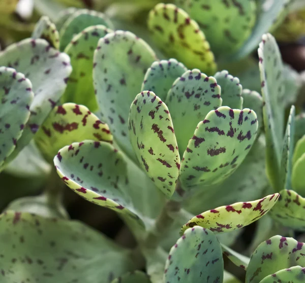 Italië, Sicilië, sappige planten in een tuin — Stockfoto