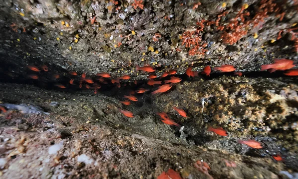 Mediterranean Sea, Spain, Ibiza Island, U.W. photo, a school of red Apogon fish in a cave - FIM SCAN — Stock Photo, Image