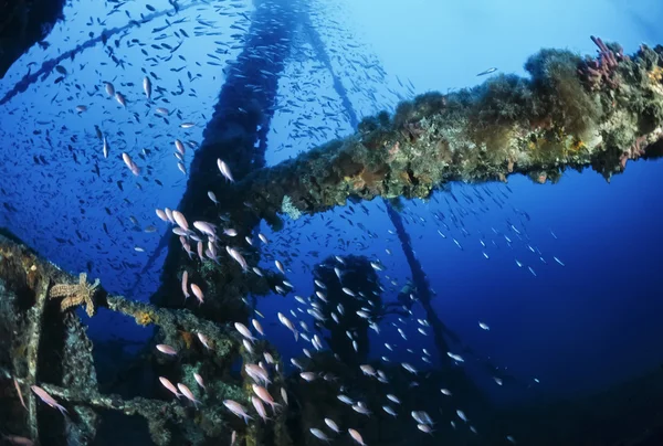 Italy, Mediterranean Sea, U.W. photo, Wreck diving, Anthias school and a sunken cargo ship - FILM SCAN — Stock Photo, Image