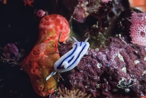 Stille Oceaan, Fiji-eilanden, U.W. foto, tropische slak op hard koraal - Film scannen — Stockfoto