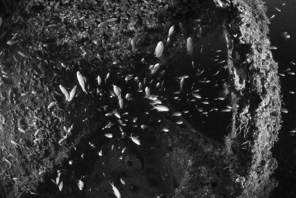 Italy, Mediterranean Sea, U.W. photo, Wreck diving, Anthias school in a sunken cargo ship - FILM SCAN — Stock Photo, Image