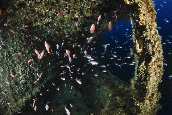 Italia, Mar Mediterráneo, U.W. foto, Buceo naufragio, Escuela de Anthias en un buque de carga hundido - SCAN DE PELÍCULA — Foto de Stock