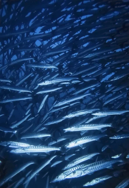 Sudan, Kızıldeniz, UW fotoğraf, Sanghaneb Reef, barakuda Film tarama (Sphyraena barracuda) - okul — Stok fotoğraf