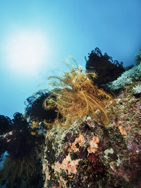 フィリピン、バリカサグ島、U.W. 写真、フィルム スキャン - ハードのサンゴに熱帯ウミユリ (Encrinus 属) — ストック写真