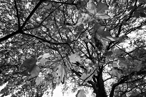 Italie, Latium, campagne, feuilles de figuier en automne — Photo