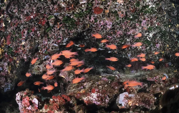 地中海の海に、スペイン、イビサ島、U.W. 写真 - Fim スキャンの洞窟で赤いテンジクダイ科の魚の学校 — ストック写真