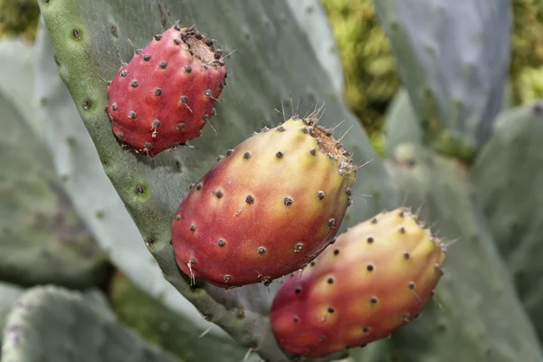 Italië, Sicilië, platteland, prickly peren — Stockfoto