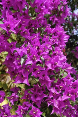 İtalya, Sicilya, kırsal, mor bouganvilleas bir bahçe
