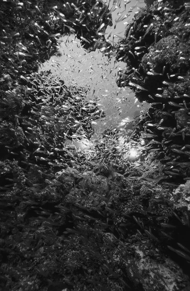 СУДАН, Красное море, Великобритания фото, Школа Glassfish (Parambassis ranga) - FILM SCAN — стоковое фото