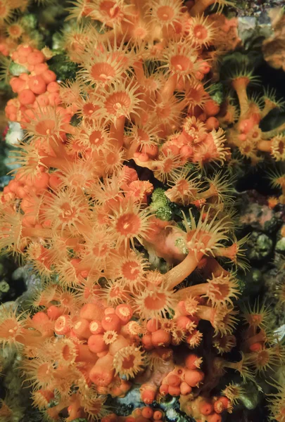 Mar Mediterrâneo, Espanha, Ilha de Ibiza, U.W. foto, colônia de Parazoanthus amarela em uma rocha (Parazoanthus axinellae) - FILM SCAN — Fotografia de Stock