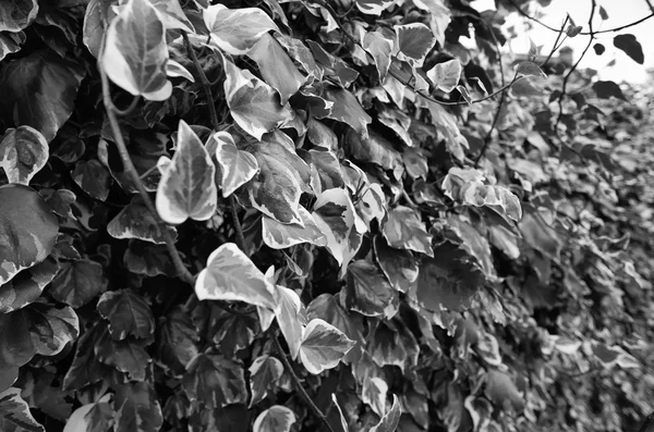 Italia, edera avvolta ad una quercia in un giardino — Foto Stock