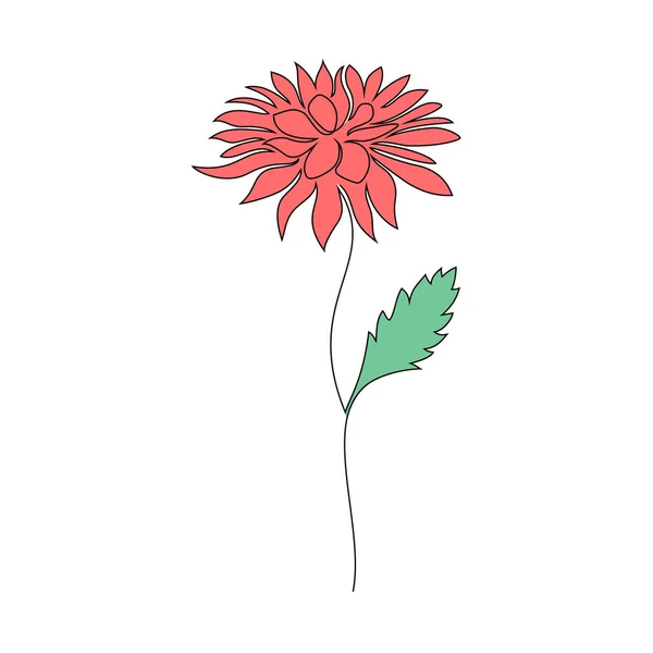 Chryzantéma květina na bílém — Stockový vektor
