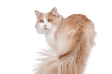 Zencefil beyaz beyaz arka plan üzerinde izole kedi.