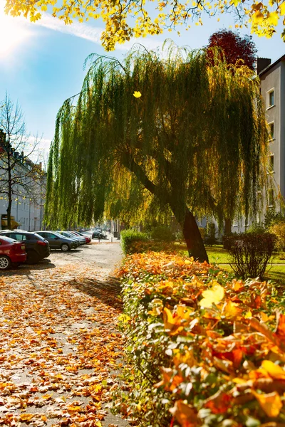 Otoño con hojas rojas — Foto de Stock