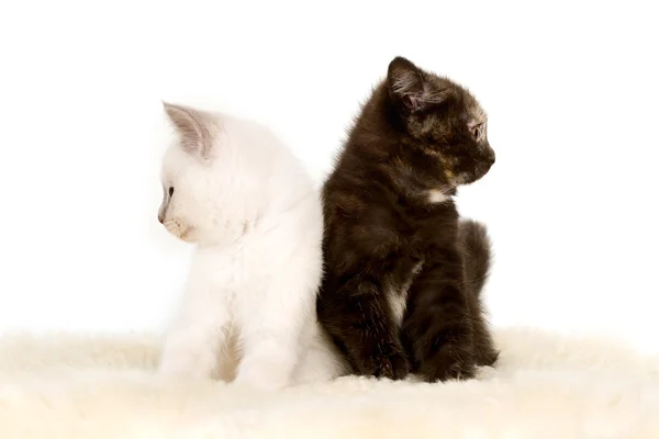 两个英国短毛猫小猫坐，8 周龄的肖像, — 图库照片