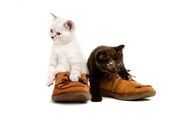 Portrait of two British Shorthair Kittens sitting, 8 weeks old, — Stock Photo, Image