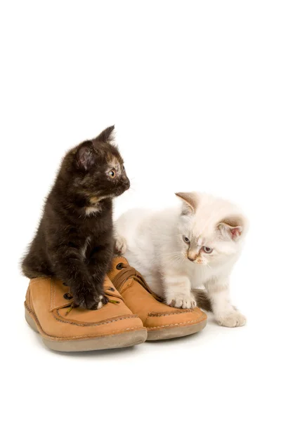 Portrait of two British Shorthair Kittens sitting, 8 weeks old, — Stock Photo, Image