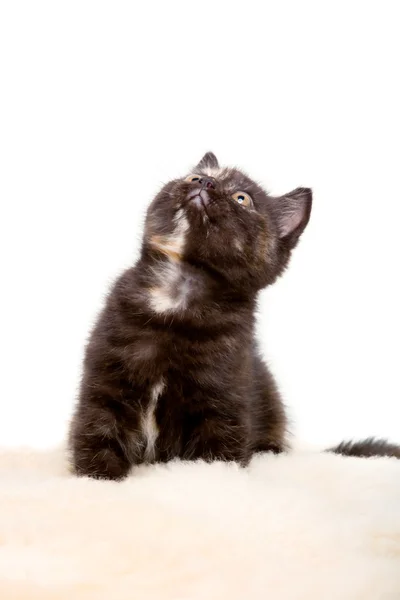 Portrait of British Shorthair Kitten sitting, 8 weeks old, — Stock Photo, Image