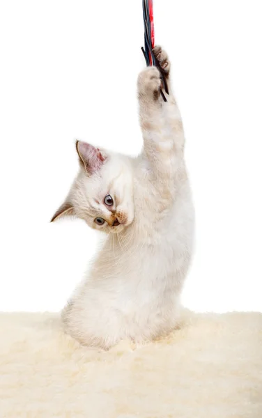 Portret van de Britse korthaar Kitten zitten, 8 weken oud, — Stockfoto