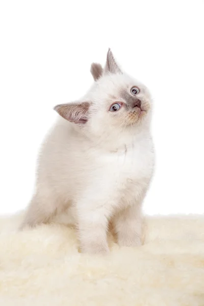 Portrait of British Shorthair Kitten sitting, 8 weeks old, — Stock Photo, Image