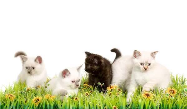Portret pięć kocięta brytyjskie krótkowłose siedzi, 8 tygodnia życia, — Zdjęcie stockowe