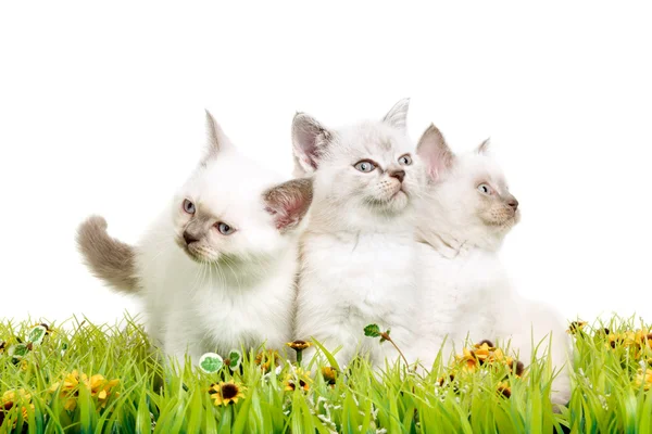 Portrait of three British Shorthair Kittens sitting, 8 weeks old, — Stock Photo, Image