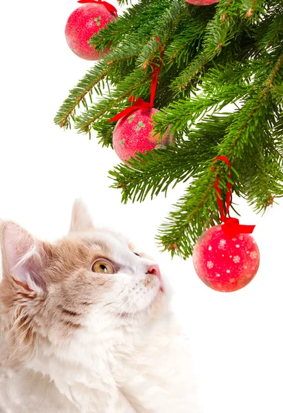Gatto di Natale tra un albero di pelo — Foto Stock