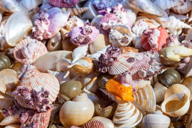 Deniz yıldızı ve deniz kabuklarını Hatıra Eşyası