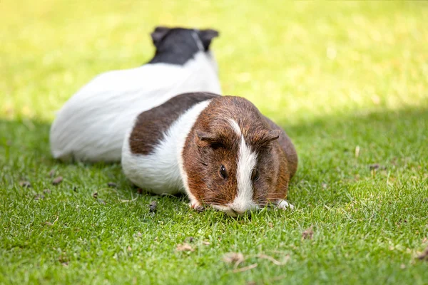 Marrón y blanco cobaya comer hierba verde — Foto de Stock