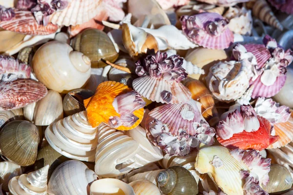 Starfish and seashells souvenirs — Stock Photo, Image