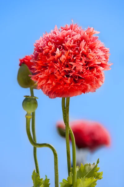 De rode papaver bloem — Stockfoto
