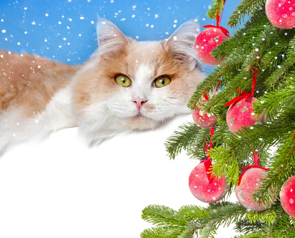 Kerstmis kat en gift — Stockfoto