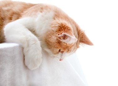 Zencefil beyaz beyaz arka plan üzerinde izole kedi.