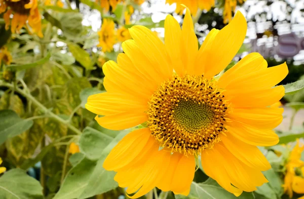 Girasol —  Fotos de Stock