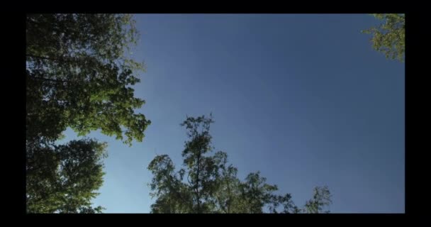 4K круглий постріл з дерев з блакитним небом — стокове відео