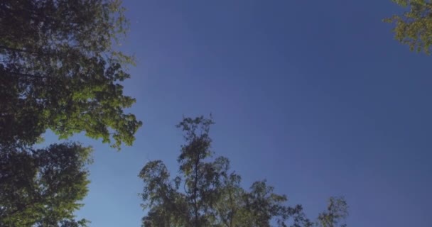 4K colpo rotondo da alberi con cielo blu — Video Stock