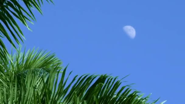 Establecimiento de brotes desde un cielo azul caribeño con media luna visible durante el mediodía — Vídeos de Stock