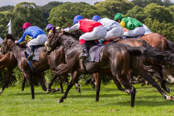 Racehorses birkaç — Stok fotoğraf