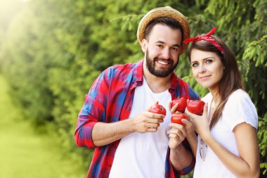 Organik domates dikim Çift