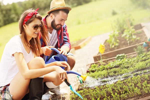 Pareja plantación de verduras ecológicas —  Fotos de Stock