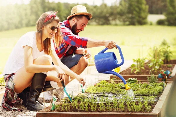 Casal plantio de vegetais orgânicos — Fotografia de Stock