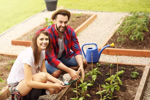 Pasangan penanaman sayuran organik — Stok Foto
