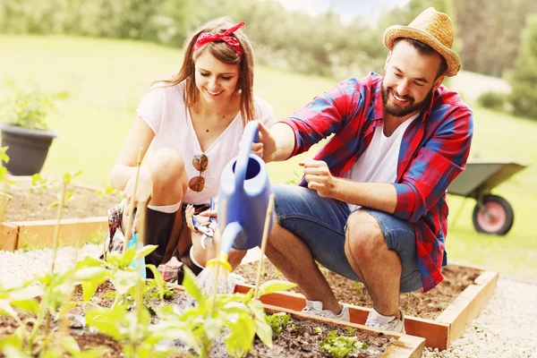 Pareja plantación de verduras ecológicas —  Fotos de Stock