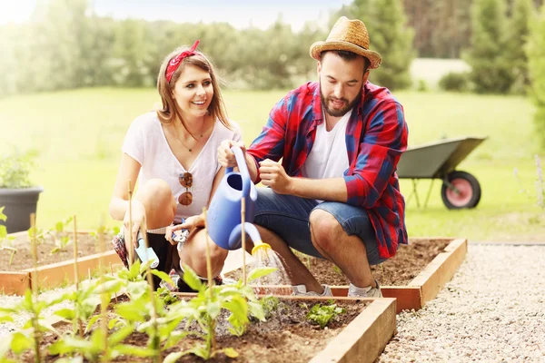 Couple planting organic vegetables — Stock Photo, Image