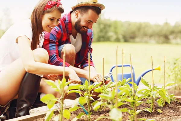 Couple planting organic vegetables — Stock Photo, Image