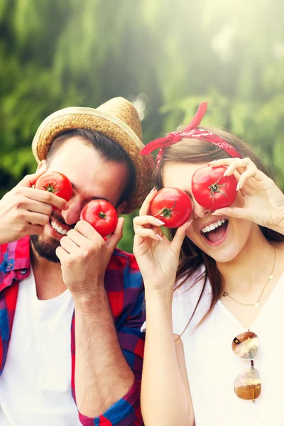 Paar pflanzt Bio-Tomaten — Stockfoto