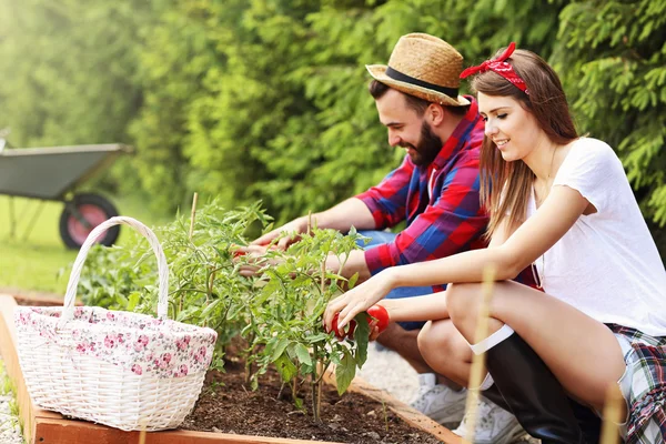 Couple planting organic tomatoes — Stock Photo, Image